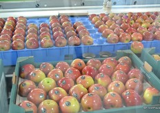 The robots put the apples in one layer on cartons