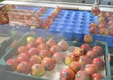The robots put the apples in one layer on cartons