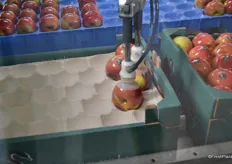 The robots put the apples in one layer on cartons
