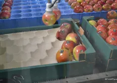 The robots put the apples in one layer on cartons
