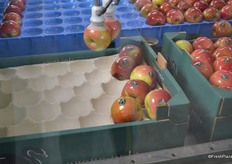 The robots put the apples in one layer on cartons