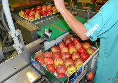 Beautifully waxed Fuji apples for the Spanish market
