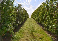 Rows of fruit with hailnets