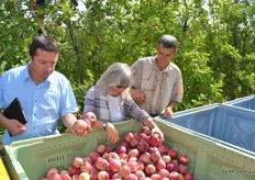 The harvested apples are checked