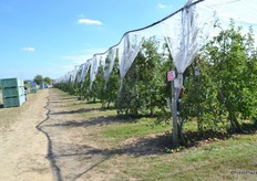 One of the production areas
