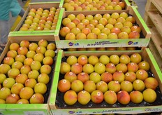 This packhouse does mainly plums