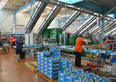 Overview of the packing line of the Philibon melons