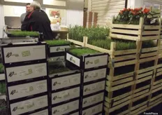 Neil Brown Herbs have a good selection of fresh herbs on offer. They have Italian herbs and have a supply from Israel year round, Paul Luff said the quality of Israeli herbs is outstanding.