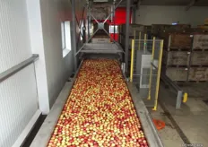 The apples head for sorting.