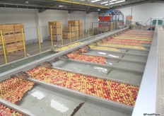 The lanes are deep enough to accommodate the apples up to three deep.