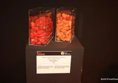 De Angello of Syngenta is the first seedless snack-bellpepper. Now available in red, yellow and orange.