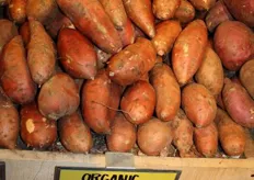 Covington is the largest variety of sweet potato in the US