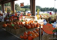 An abundance of pumpkins as well. There's a waiting list at the market for interested pumpkin growers