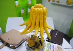 A particularly large Buddha Fingers-fruit