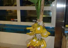 ...and of course a banana tree.