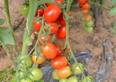 The tomatoes are grown in the sand of the desert and receive a mix of desalinated and brackish water.