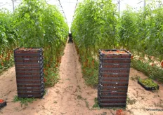 Most workers are from Thailand. The Israeli growers are very satisfied with the work they do. They go through the row and fill a plastic crate of tomatoes, which they put at the end of the row.