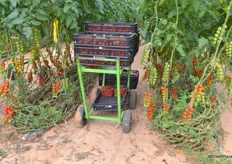 The harvesting trolley has special tires, because they have to roll through the sand. This is a disadvantage, becuase you have to push hard to move the trolley.