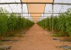 One of the greenhouses of Dvine Growers, where they grow tomatoes.