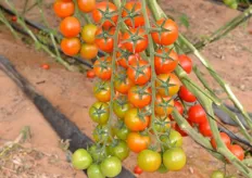 Tomatoes from Dvine Growers