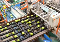 All the fruit gets a label and moves on on the sorting machine.