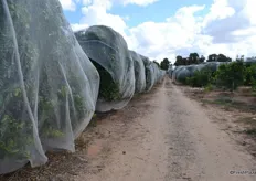 An orri orchard covered with hail nets. The weather can be very weird and they can have in once a bit of hail. This way they protect the trees and the fruit.