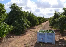 An overview of the avocado orchard
