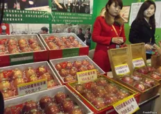 Quinyang Longqing Fruit Farmer with beautifully presented Chinese apples.