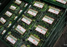 Lamb's lettuce is entering the market with regional label.