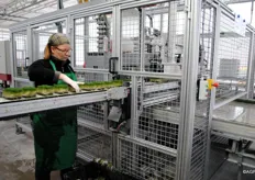 Visit to Gimperlein Bio Kresse. Before the cress is packaged, this woman selects the trays she would not buy in the store. They absolutely mustn't end up there. Better to select strictly than receive complaints, Elmar Gimperlein says.