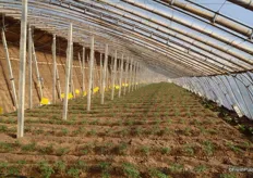 The tomatoes in this greenhouse will be ready in time for the Chinese New Year celebrations.