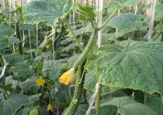 It takes 7 months for the cucumbers to reach maturity.