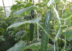 The cucumbers grown here are very prickly.