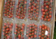 These Tatterino tomatoes are grown in the southernmost part of Sicily. Sebastiano Fortunato of Consorzio di Tutela lgp Pomodoro di Pachino says that the consortium is trying to obtain a Protected Geographical Indication for the tomato. All other products within the consortium have this label.