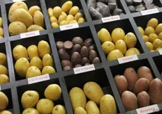 potatoes in various colours and sizes