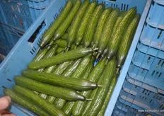 Latest new in the range: Dutch cucumbers...