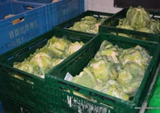 The proportion of products of the wholesaler is 50 percent of fruits and 50 percent of vegetables. Here we see the fresh cauliflower of the wholesaler.