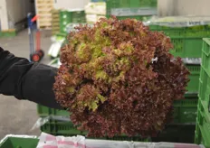 In summer, he obtain his goods mainly from Belgium, Germany, the Netherlands and Poland. In the picture you can see a nice big head of lettuce from France.