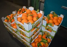 The wholesaler gets his clementines and oranges from Israel, Spain and Morocco.
