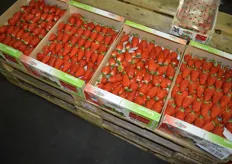 A special feature of his product rage represents the Gariguette strawberry from Brittany. Wilhelm Marleaux imports them directly from France.
