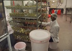 The larvae is put in bottles with a nutrient, mais, which is dyed pink. The dye goes through the moth's bodies and distinguishes moths bred here from the wild ones in the field.