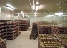The bottles are placed in the incubation room for 13 days to hatch. It is 25C in here and the eggs get 12 hours of light and 12 hours of darkness.