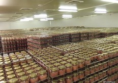 Thousands of these jars are filled everyday and those at the end of the incubation period are then moved on the next stage.