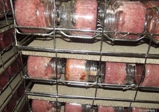 This the pupation room the bottles are opened for seven days and need to be repeatedly turned. The pupation board which you see underneath is then removed and taken to the