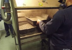 The moths are then transferred into boxes before going for the gamma radiation treatment which will make them sterile.