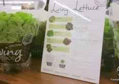 Living Lettuce from Pure Flavor