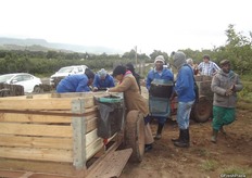 Workers picking apples in Capespan orchard at Applethwaite Farm, Grabouw.