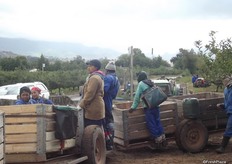 The workers are paid per basket of apples they use a tag to record each basket.