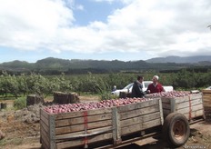 The apples this year have great colour. Applethwaith Farm is in the process of renewing the orchards the aim is to plant 100 ha up to 2019.