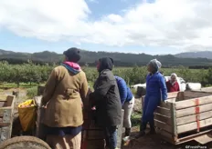 The apples are sorted in the field, before being taken the CA store.